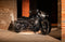 Zard LTD Ed. Racing Exhaust '21-'23 Harley Davidson Sportster S 1250